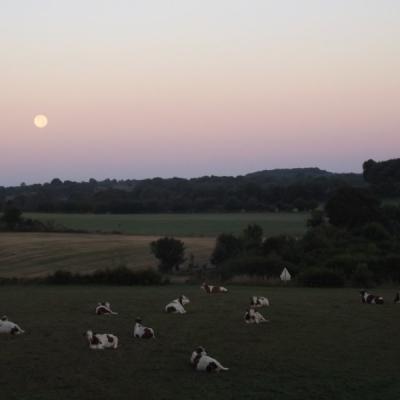 Lever de lune sur Fay et vaches tranquilles. Simone Thomas