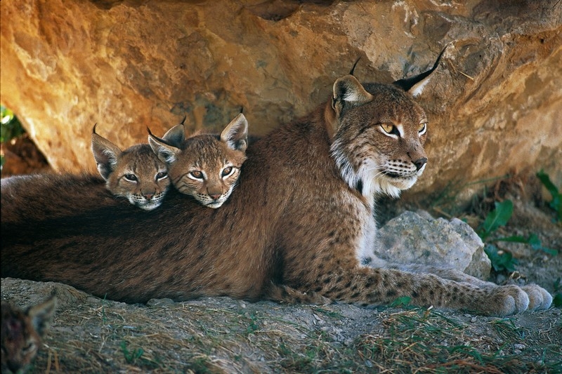 Lynx boreal