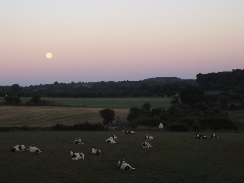 Lever de lune sur Fay et vaches tranquilles. Simone Thomas